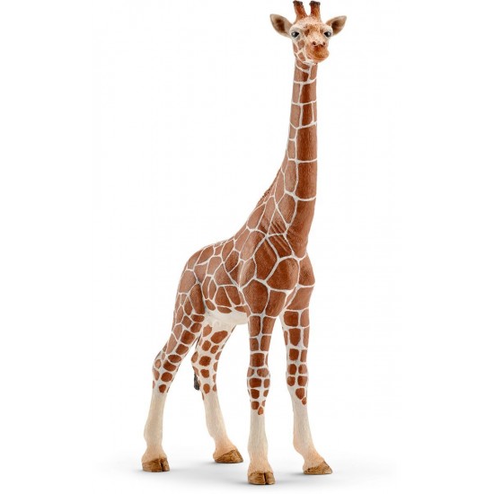 14750 sch femmina di giraffa