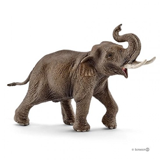 14754 sch maschio elefante asiatico