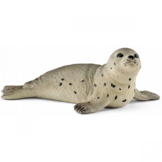 14802 sch cucciolo di foca