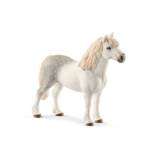 13871 sch stallone welsh pony