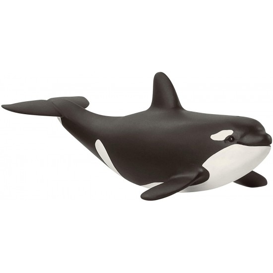 14836 sch cucciolo di orca